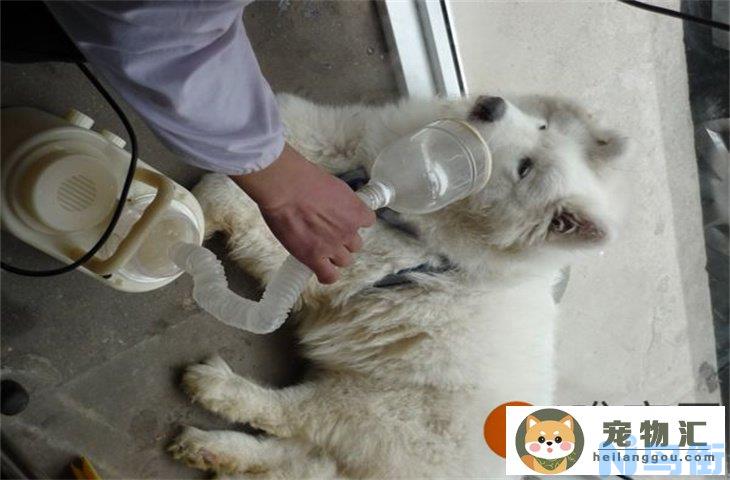 什么是假性犬瘟热 怎么判断是狗瘟还是感冒