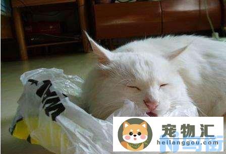 猫爱吃塑料袋怎么办 猫咪总爱咬塑料袋为什么？