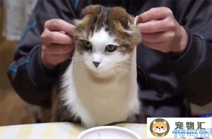 猫罐头是零食还是主食 怎么挑选