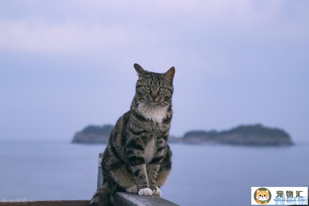 怎么给母猫冲奶粉 猫喝的奶粉怎么冲？