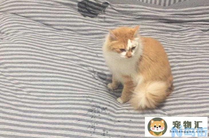 猫咪会报复性尿床吗 尿过的棉被怎么处理