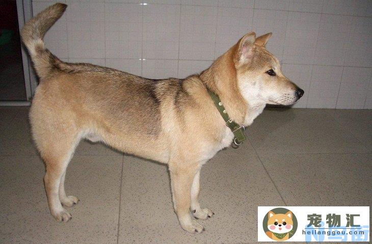 中华田园犬标准体重是多少