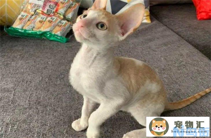 柯尼斯卷毛猫多少钱一只 为什么不建议买