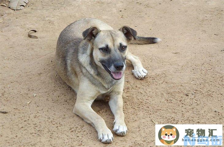 土狗办不了狗证咋办 怎么报犬种