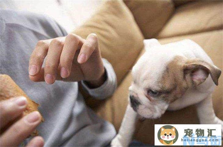 警犬训导员怎么考 主要内容是什么