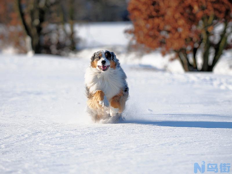 四蹄踏雪的狗招财图片 四蹄踏雪胸口带白的狗？