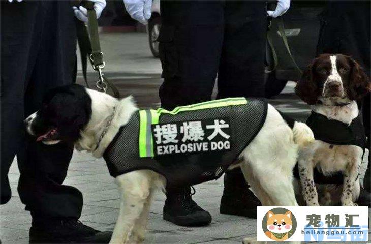 常见的工作犬种有哪些 和宠物犬有什么区别