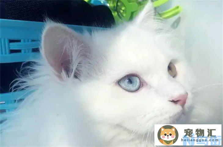 狮子猫幼猫和普通白猫区别有哪些 如何判断是不是狮子猫