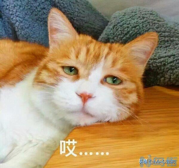 猫咪食欲下降但很精神 猫食欲不振消瘦嗜睡？