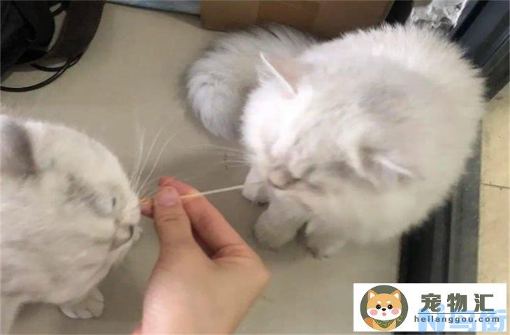 猫可以吃米粉吗 禁忌食物有哪些