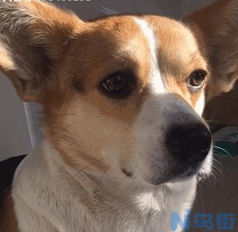 金毛犬吃猪肝好吗 狗狗吃什么食物会更好？