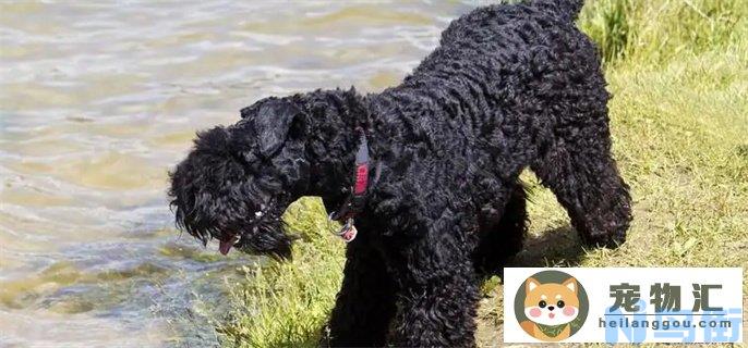 葡萄牙水犬与泰迪区别是什么