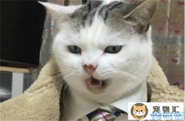 点一次蚊香对猫伤害大吗 家里养猫如何驱蚊