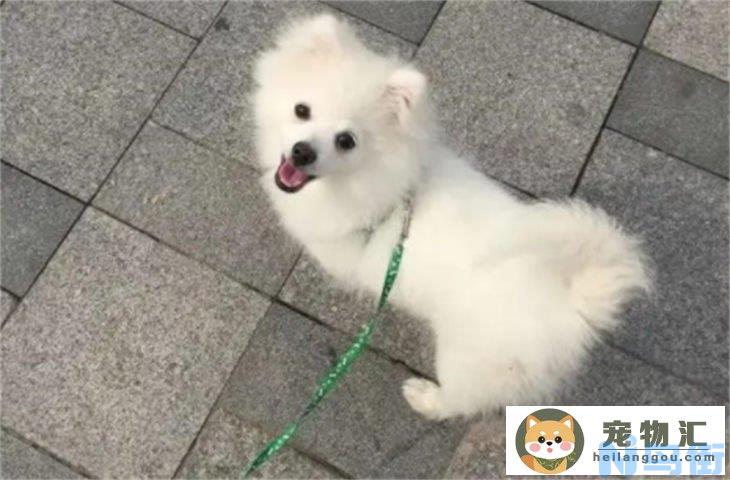 银狐犬好养吗 要注意些什么