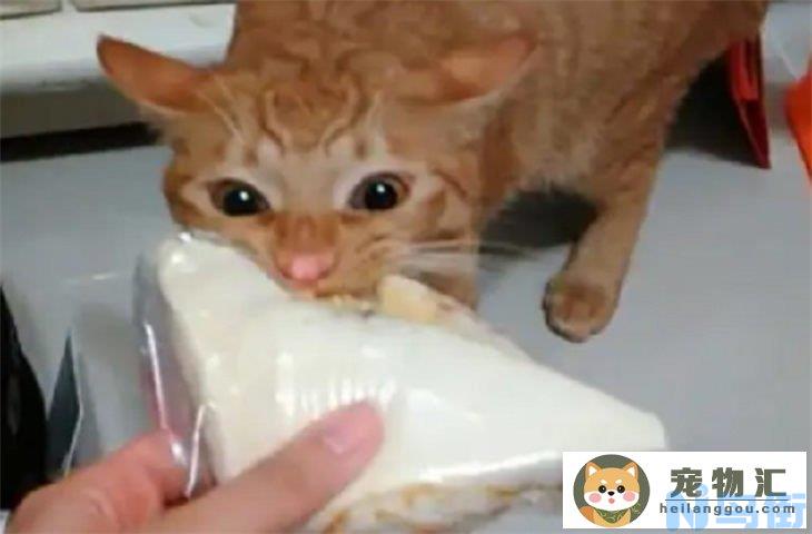 猫咪可以吃面包吗 能吃的食物大全