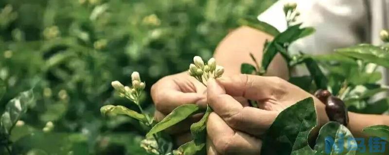 茉莉老桩如何催发新枝？