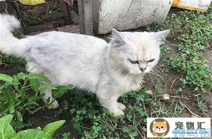 家猫成了流浪猫会不会很惨 能活吗