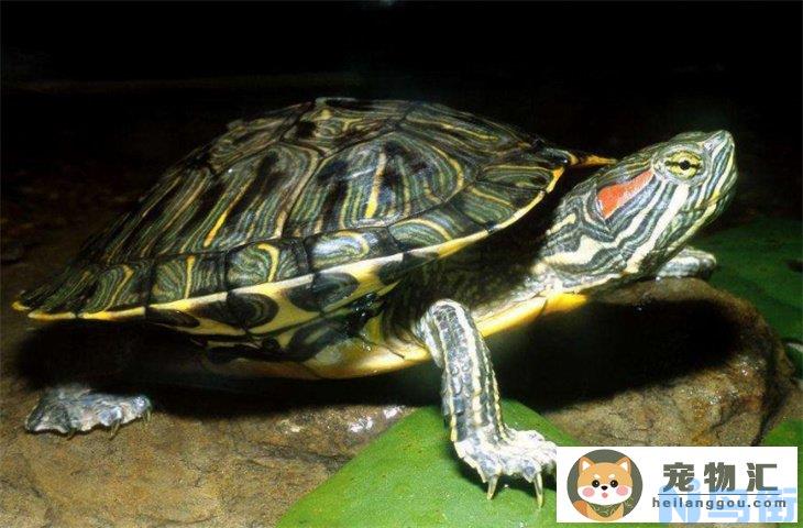 巴西龟冬眠放水还是放沙 换水会吵醒它吗