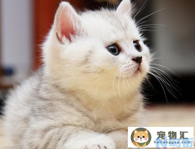 如何清洗猫身上的跳蚤 教你三招驱除猫咪身上的跳蚤？