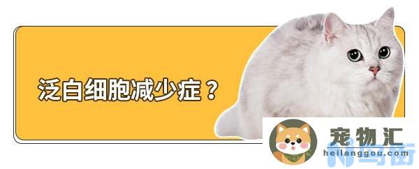 猫咪白细胞偏低什么原因 猫咪泛白细胞减少症怎么办？