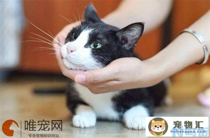 奶牛猫的性格特点 为什么爱咬人