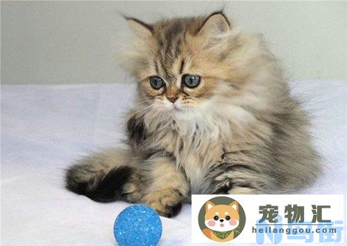 怎么养好一只金吉拉猫 金吉拉猫如何饲养？