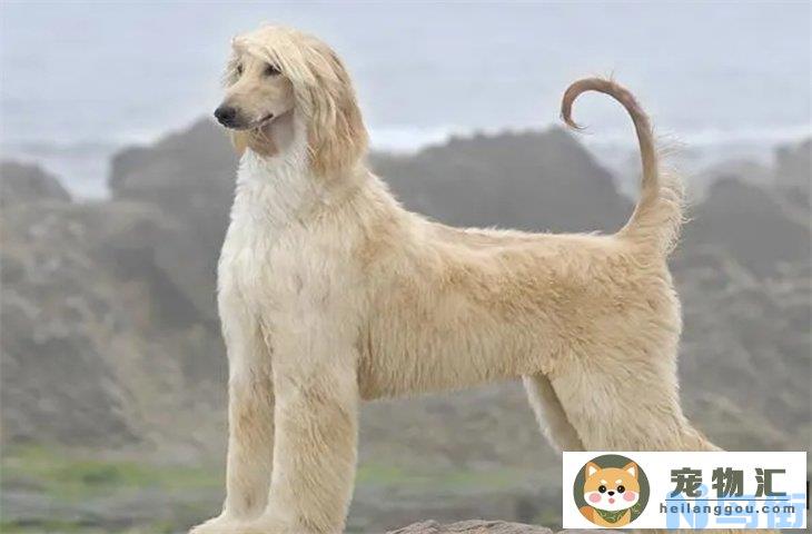 阿富汗猎犬智商低到什么程度 为什么禁养