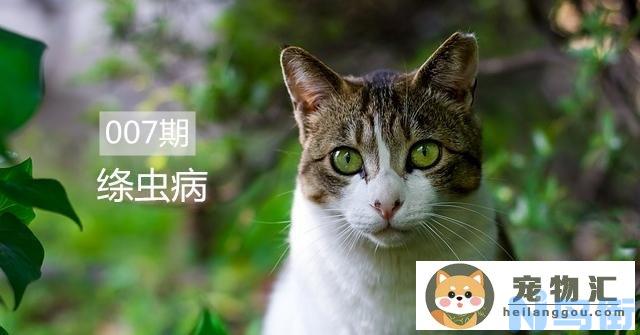 猫咪有绦虫怎么治疗 猫绦虫病的症状和治疗？