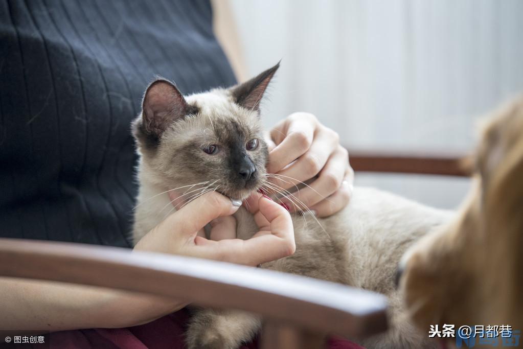 暹罗猫价格多少钱一只 暹罗猫哪个颜色最贵？