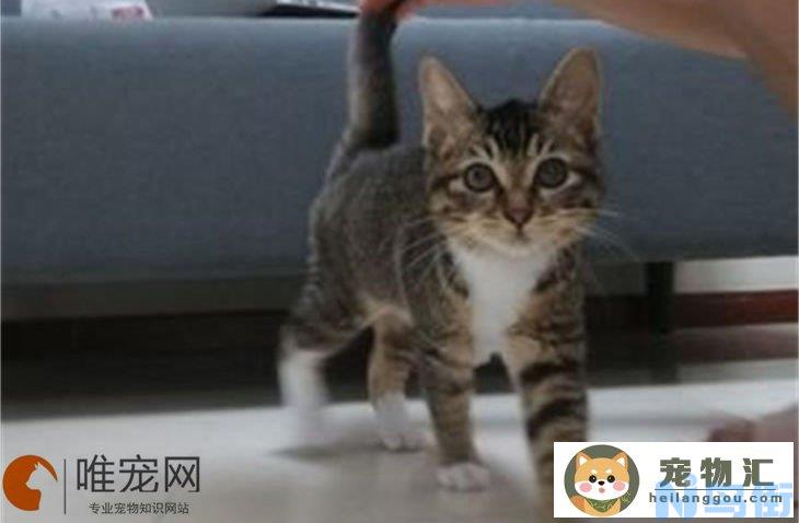 四个月的狸花猫多少斤