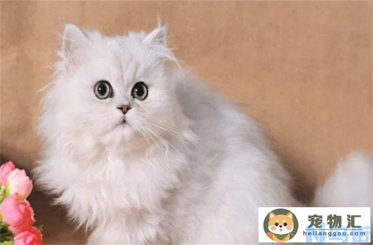 金吉拉猫喜欢人摸它哪里 如何让猫产生好感