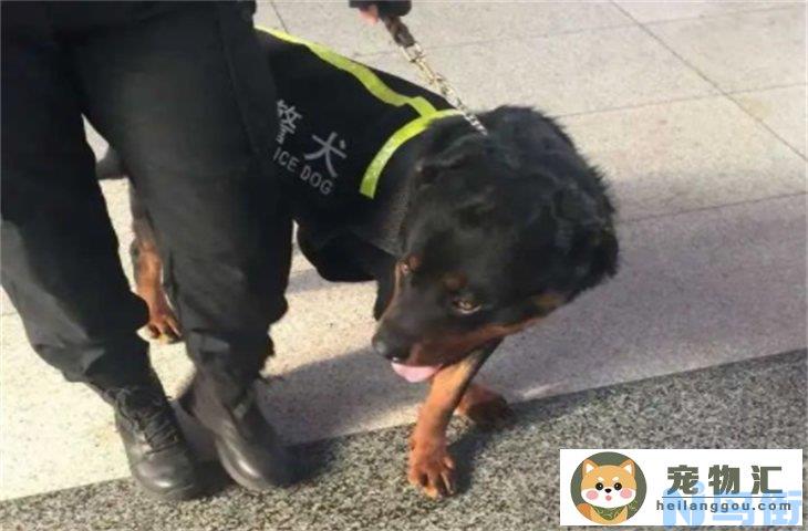 警犬为什么不要锤系血统 有哪些品种