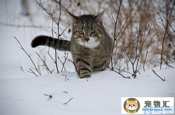 养狸花猫有什么禁忌 从小养会乖吗