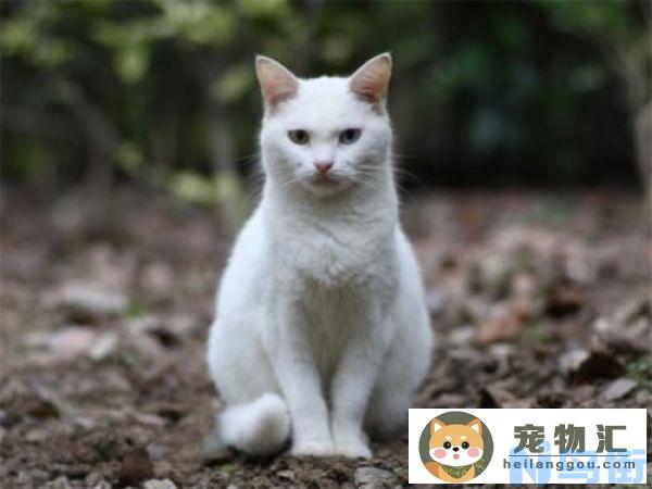 收养野猫后要怎么处理 收养流浪猫后做好这3件事情？