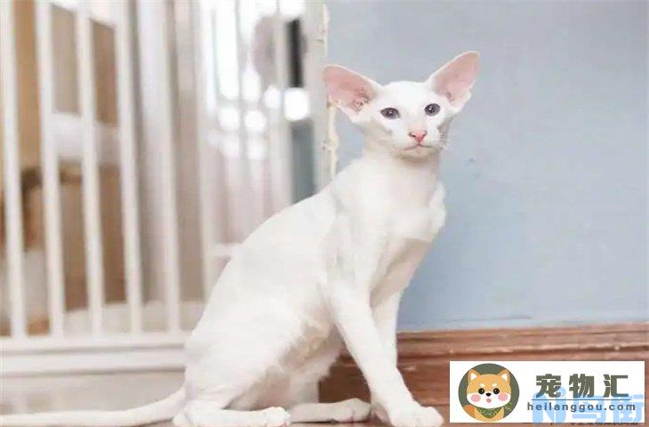 东方短毛猫贵吗