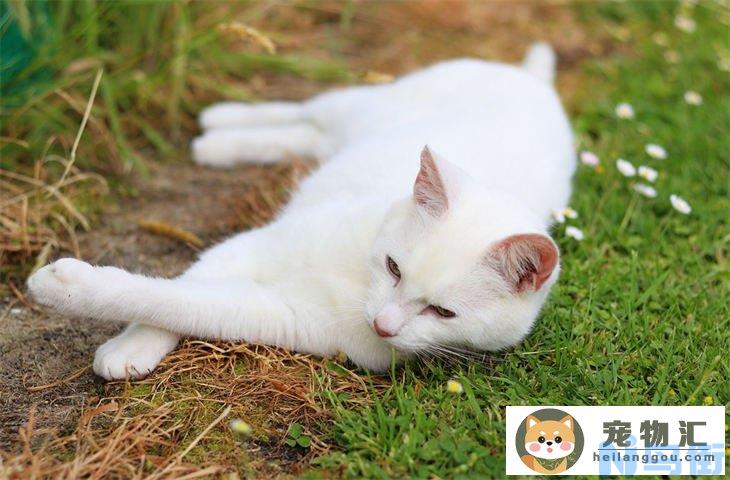 小母猫在地上滚来滚去怎么回事 怎么解决闹猫