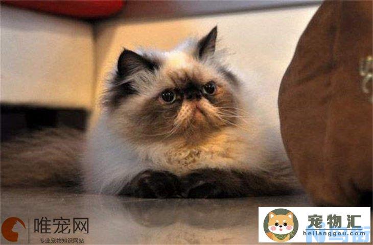 喜马拉雅猫为什么不能养 缺点有哪些