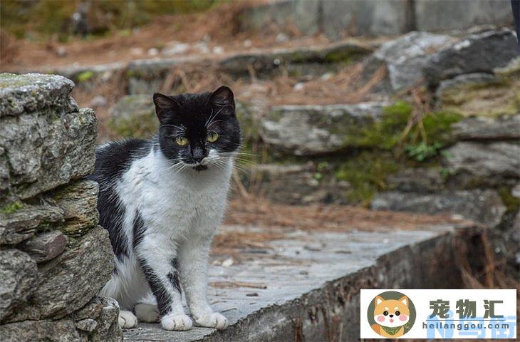 流浪猫冬天能承受多少度 一般藏在哪