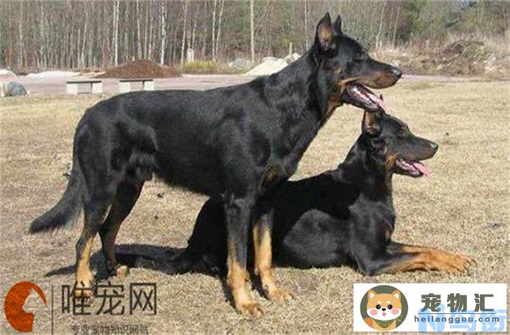 黑狼犬怎么辨别纯不纯 如何看品相