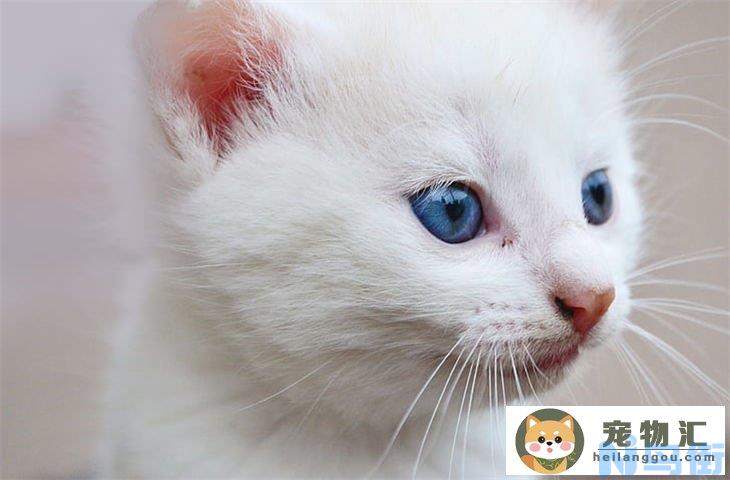 小奶猫多大可以吃益生菌 一次喂多少