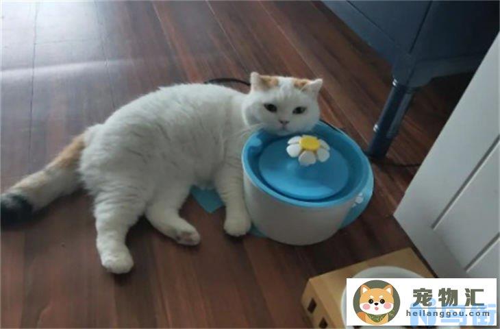 猫咪趴在水盆边是不是要死了 观水症怎么解决