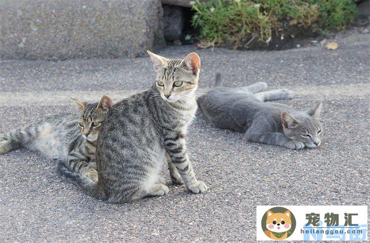 花狸猫和狸花猫区别有什么 是宠物猫吗