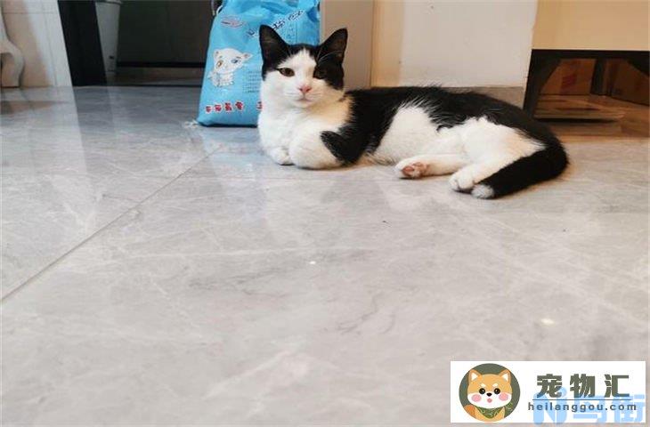 为什么奶牛猫的寿命短 好养吗