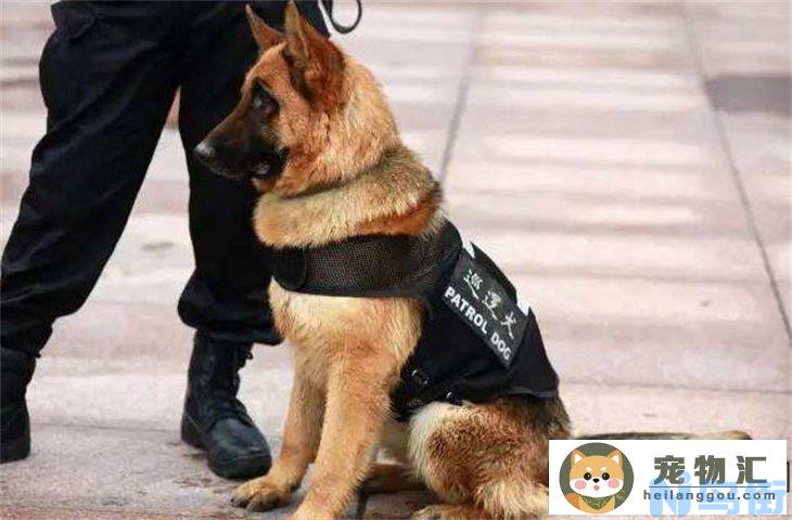 美国警犬品种 世界著名警犬