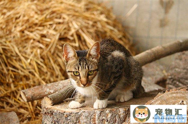 没有笼子怎么抓流浪猫 捉猫的有效办法