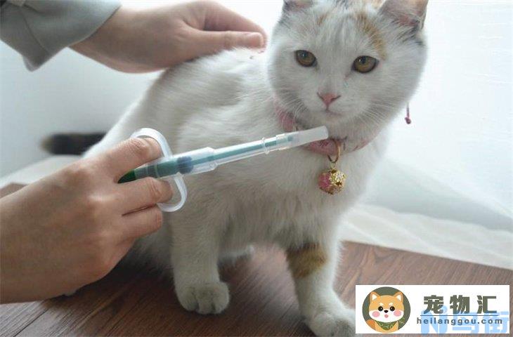 强行给猫喂药它会恨你吗 有哪些吃药的窍门