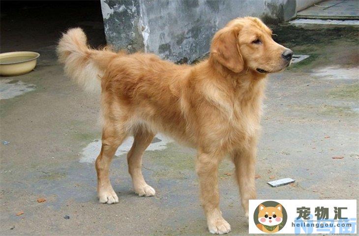 杂交金毛犬长什么样子 纯不纯有什么区别