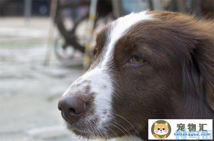 史宾格犬掉毛厉害吗 适合家养吗