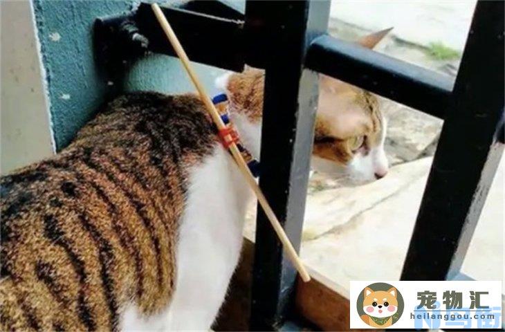 猫砂盆能不能用84消毒 如何选择消毒液