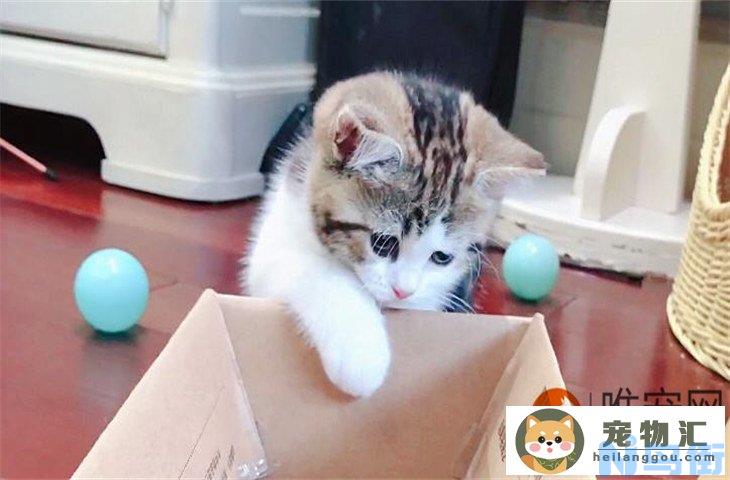 猫打喷嚏眼屎多但是精神好是为什么 是不是猫鼻支